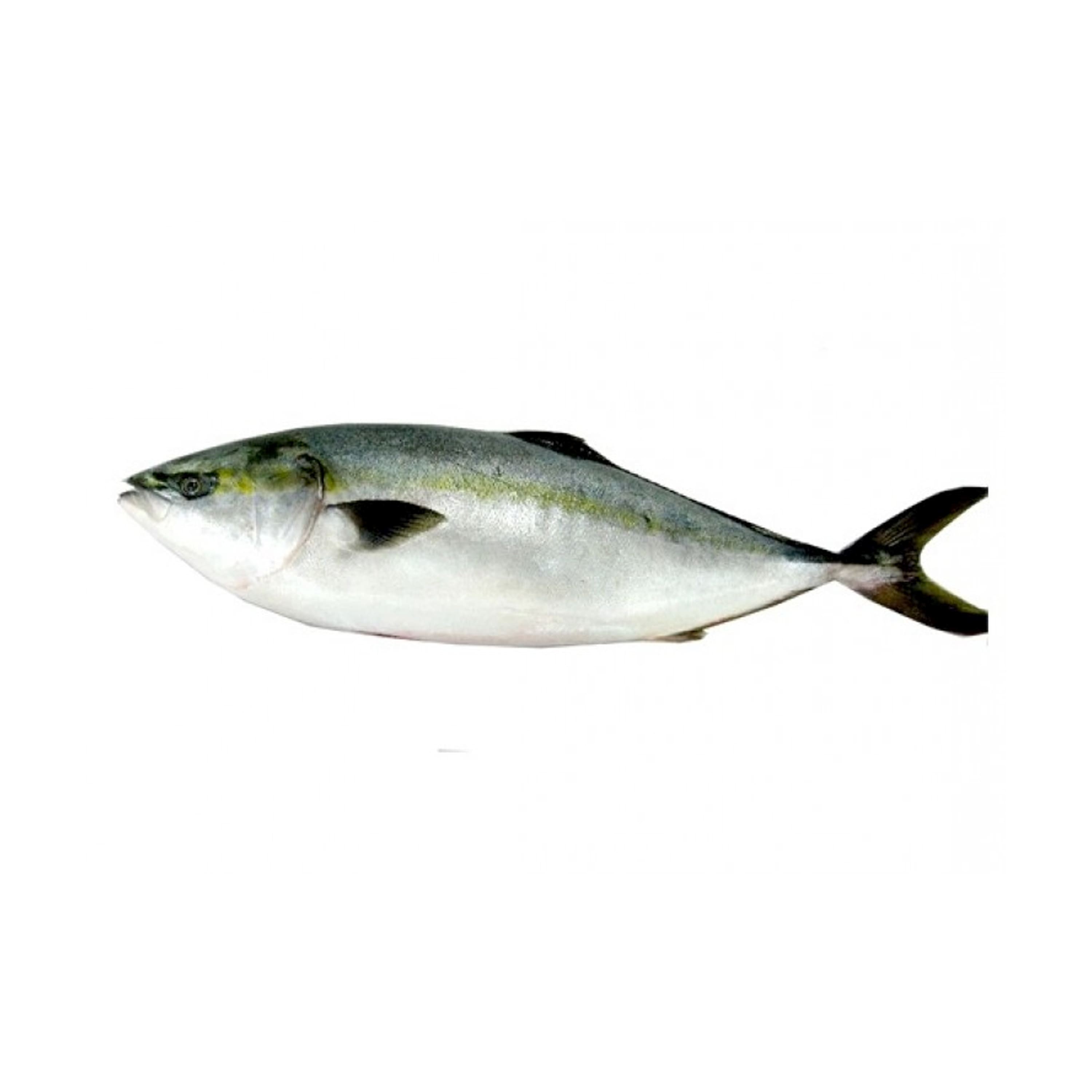 HAMACHI 油甘魚